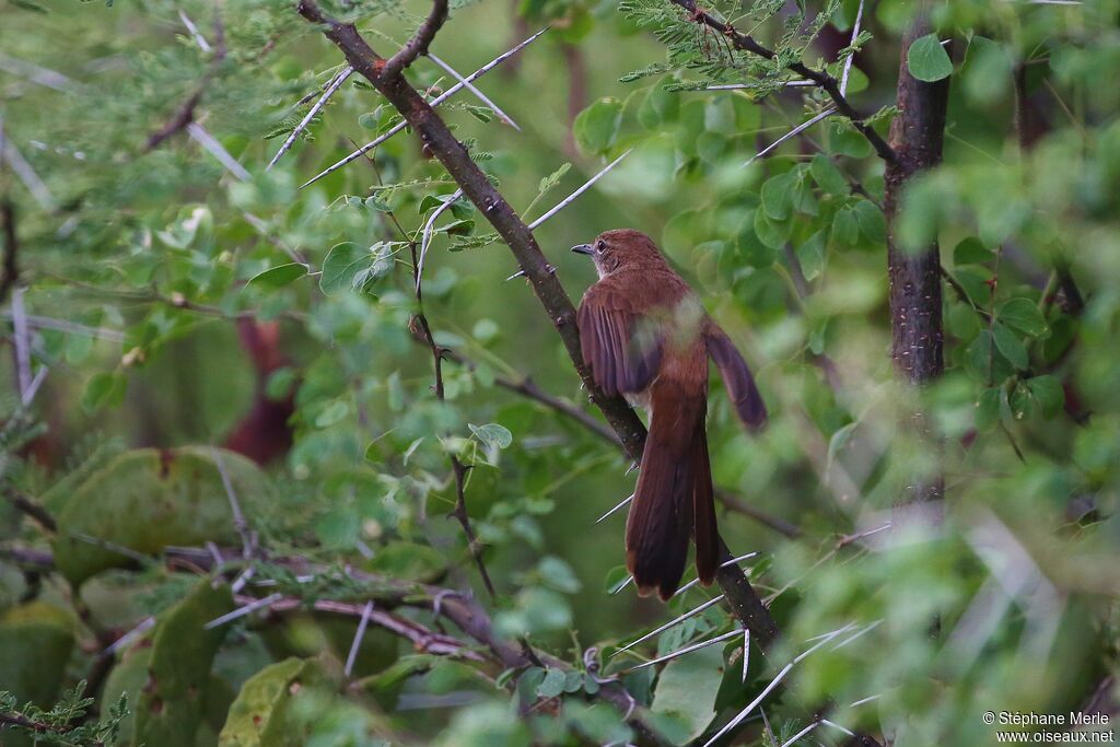 Bulbul brunadulte