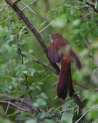 Northern Brownbul