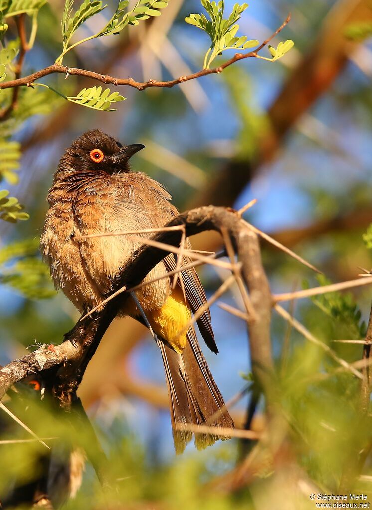 Bulbul brunoiradulte