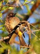 African Red-eyed Bulbul