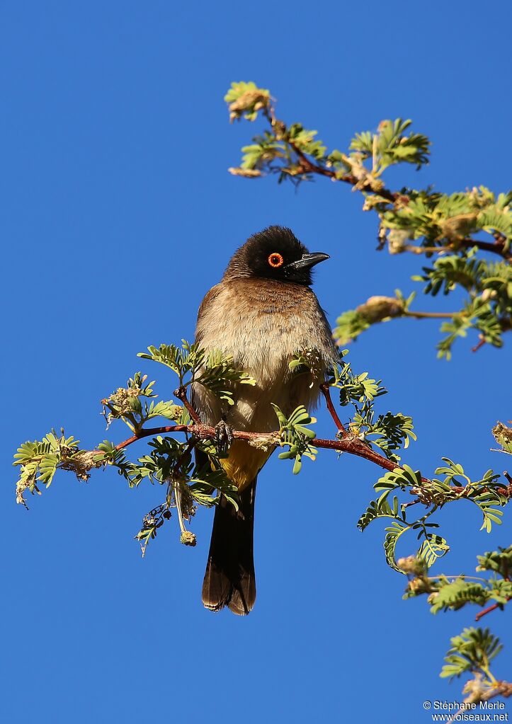 Bulbul brunoiradulte