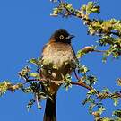 Bulbul brunoir
