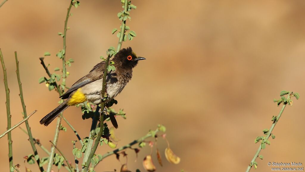 African Red-eyed Bulbul