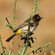 African Red-eyed Bulbul