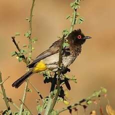 Bulbul brunoir