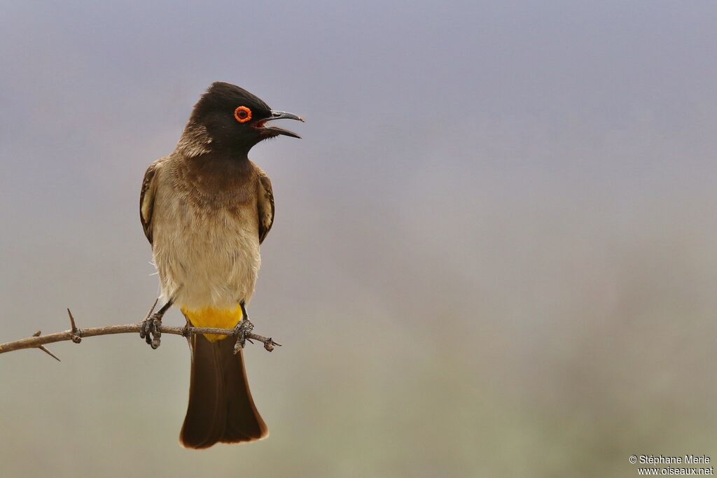 African Red-eyed Bulbul