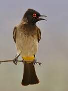 African Red-eyed Bulbul