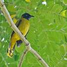 Bulbul cap-nègre