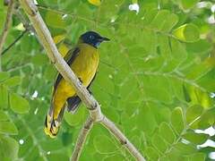 Black-headed Bulbul