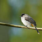 Bulbul cul-d'or