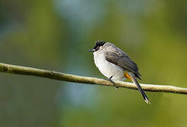 Sooty-headed Bulbul