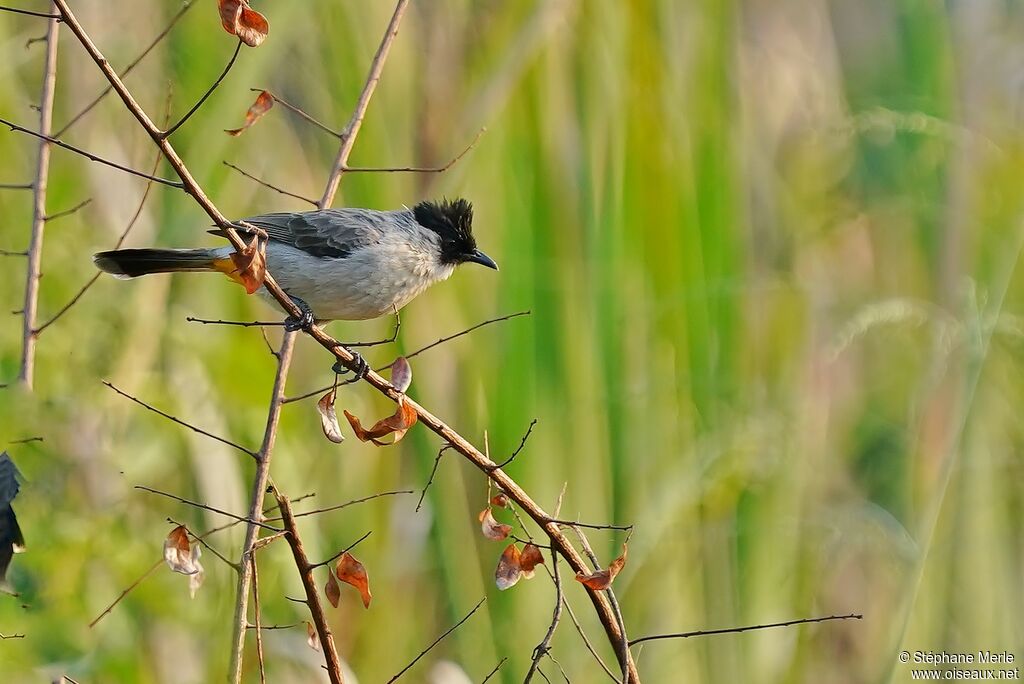 Bulbul cul-d'or