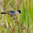 Bulbul cul-d'or