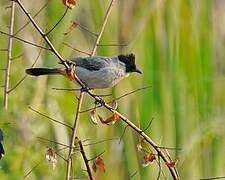 Sooty-headed Bulbul