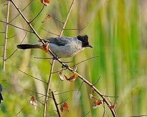 Bulbul cul-d'or