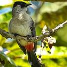 Bulbul cul-d'or