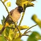 Bulbul d'Arabie