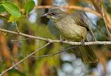 Bulbul de Conrad