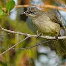 Bulbul de Conrad
