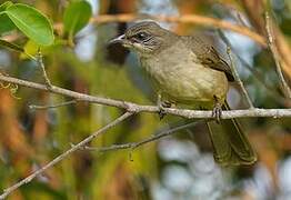 Streak-eared Bulbul