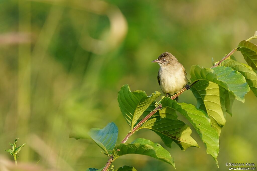 Bulbul de Conradadulte