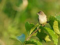 Streak-eared Bulbul