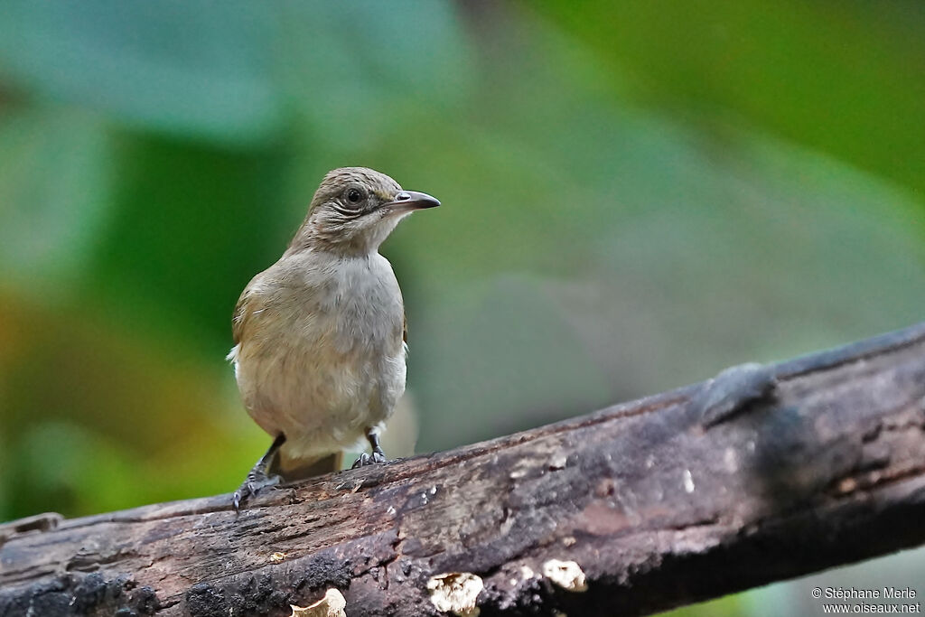 Bulbul de Conradadulte