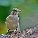 Bulbul de Conrad