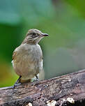 Bulbul de Conrad