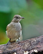 Streak-eared Bulbul