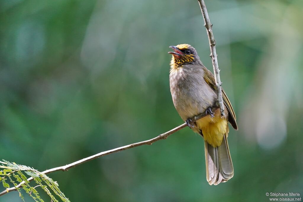 Stripe-throated Bulbuladult