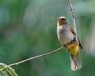 Bulbul de Finlayson