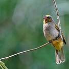 Bulbul de Finlayson
