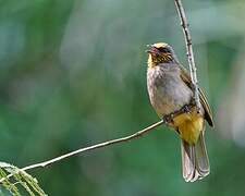 Stripe-throated Bulbul