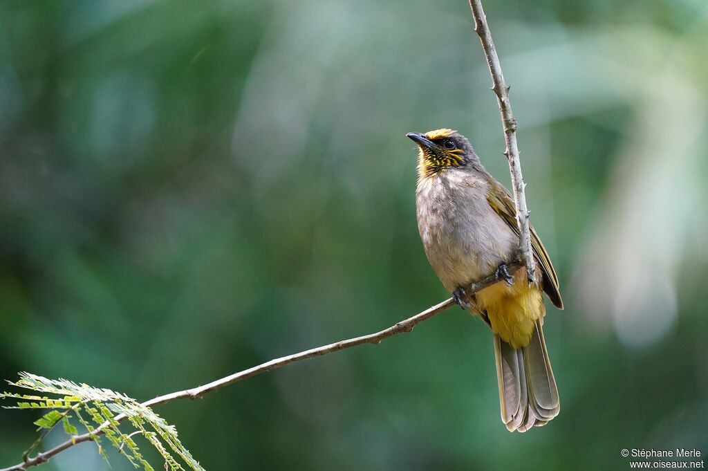 Stripe-throated Bulbul