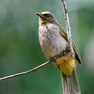 Bulbul de Finlayson