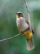 Stripe-throated Bulbul