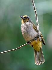 Bulbul de Finlayson