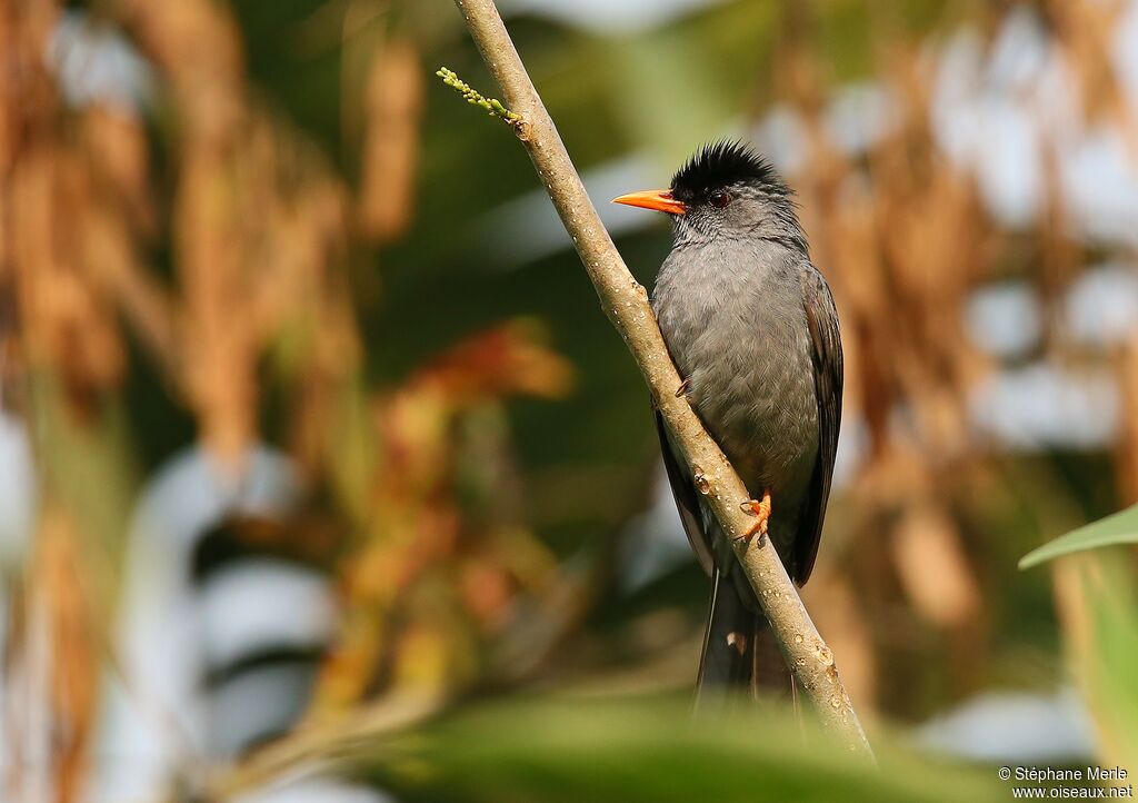 Malagasy Bulbuladult