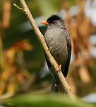 Bulbul de Madagascar