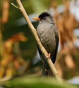 Bulbul de Madagascar