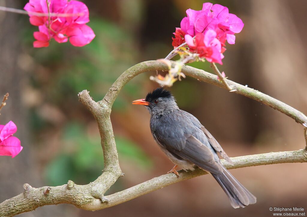 Bulbul de Madagascar