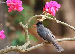 Bulbul de Madagascar