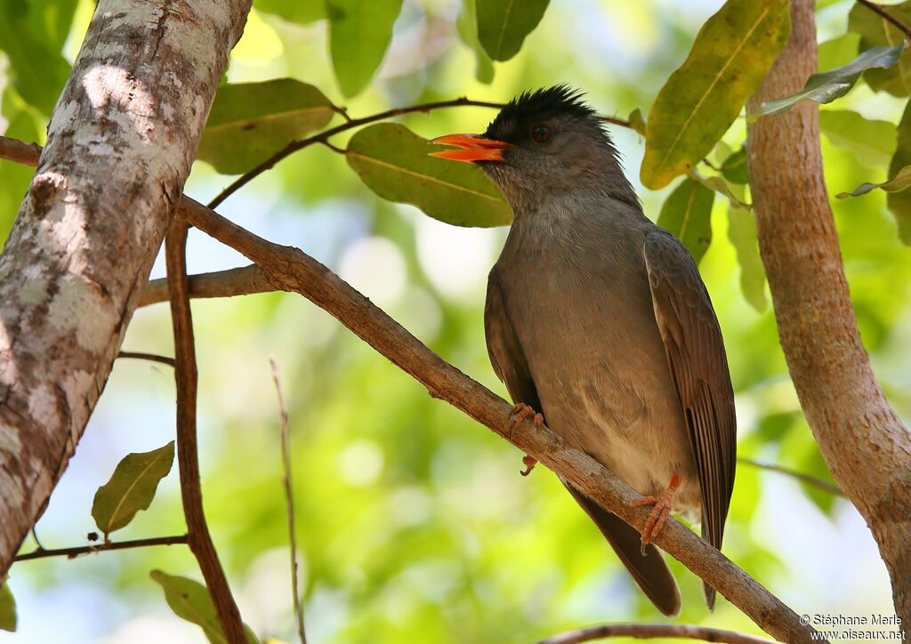 Bulbul de Madagascaradulte