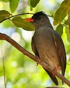 Malagasy Bulbul