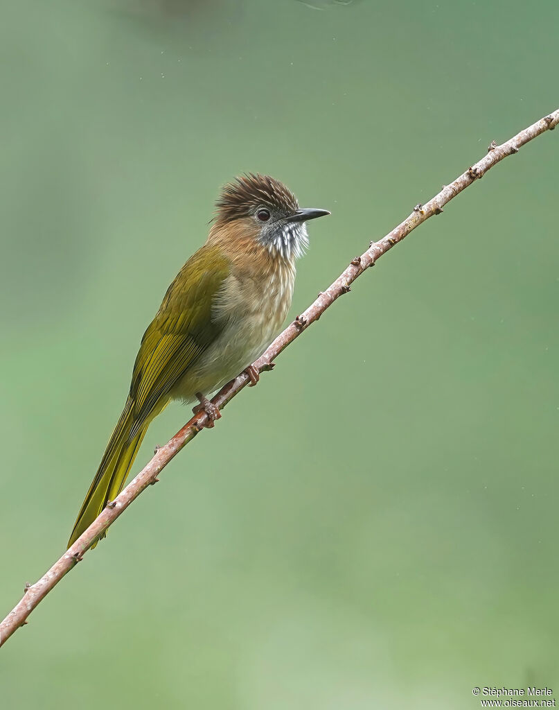 Bulbul de McClelland