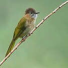 Bulbul de McClelland