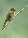 Bulbul de McClelland