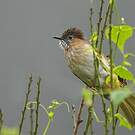 Bulbul de McClelland
