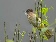 Bulbul de McClelland